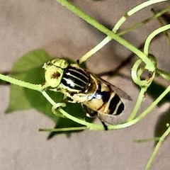 Eristalinus