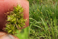 Carex leavenworthii