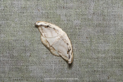 Callidrepana gelidata