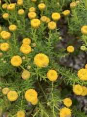 Chrysocoma coma-aurea