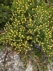 Chrysocoma coma-aurea