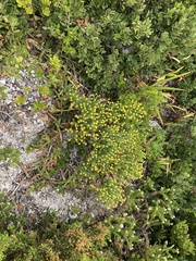 Chrysocoma coma-aurea