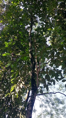 Myristica fragrans