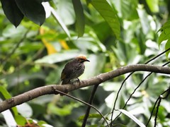 Pycnonotus zeylanicus