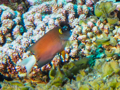 Ctenochaetus flavicauda