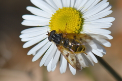 Ferdinandea fumipennis