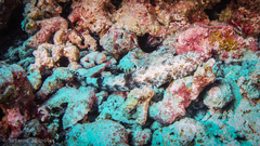 Aulopiformes