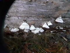Trichaptum laricinum