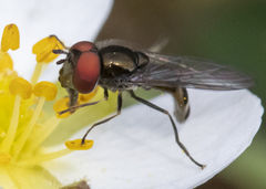 Platycheirus obscurus