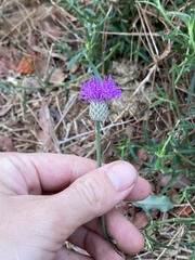 Parapolydora fastigiata