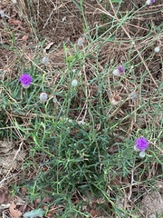 Parapolydora fastigiata