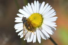 Ferdinandea fumipennis