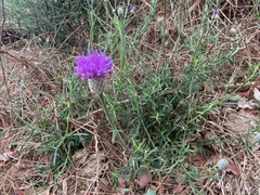 Parapolydora fastigiata