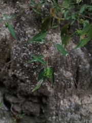 Tetramerium nervosum