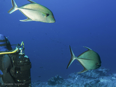 Caranx lugubris