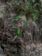 Tetramerium nervosum