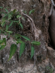 Tetramerium nervosum