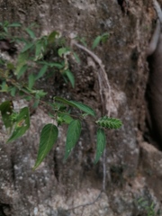 Tetramerium nervosum