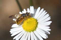 Ferdinandea fumipennis