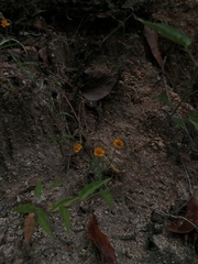 Melampodium linearilobum