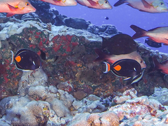 Acanthurus achilles