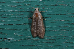 Lamoria anella