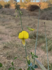 Crotalaria laburnifolia
