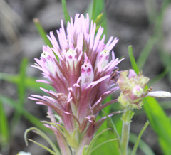 Castilleja densiflora