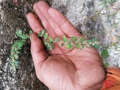 Euphorbia densiflora