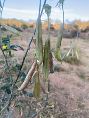 Crotalaria laburnifolia