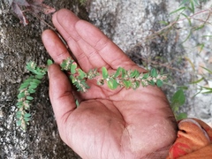 Euphorbia densiflora