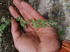 Euphorbia densiflora
