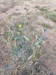 Crotalaria laburnifolia