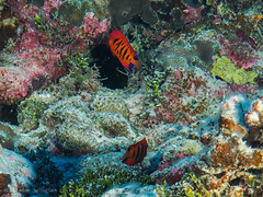 Centropyge loriculus