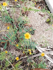 Melampodium linearilobum