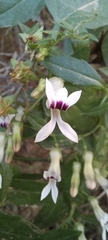 Cyphia sylvatica sylvatica