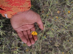 Crocanthemum glomeratum