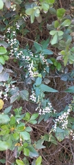 Cyphia sylvatica sylvatica