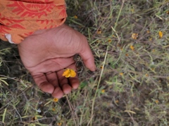 Crocanthemum glomeratum