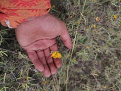 Crocanthemum glomeratum