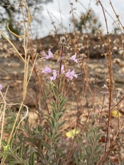 Syncolostemon canescens
