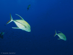 Caranx lugubris
