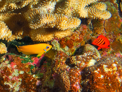 Centropyge loriculus