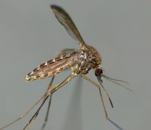 Culex pervigilans