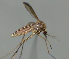 Culex pervigilans