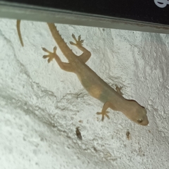 Hemidactylus frenatus