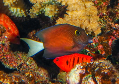 Ctenochaetus flavicauda