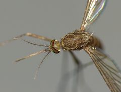 Culex pervigilans