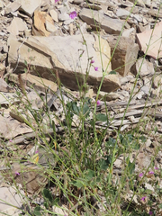 Anulocaulis