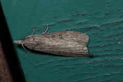 Lamoria anella